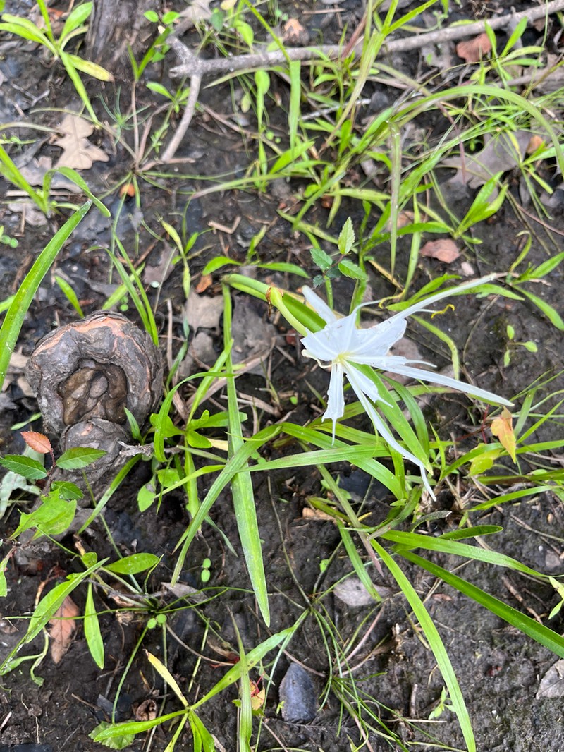 Dwarf Spiderlily photo 4