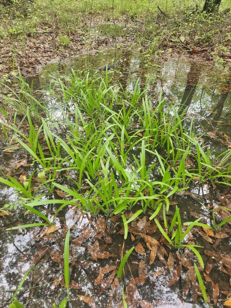 Dwarf Spiderlily photo 5