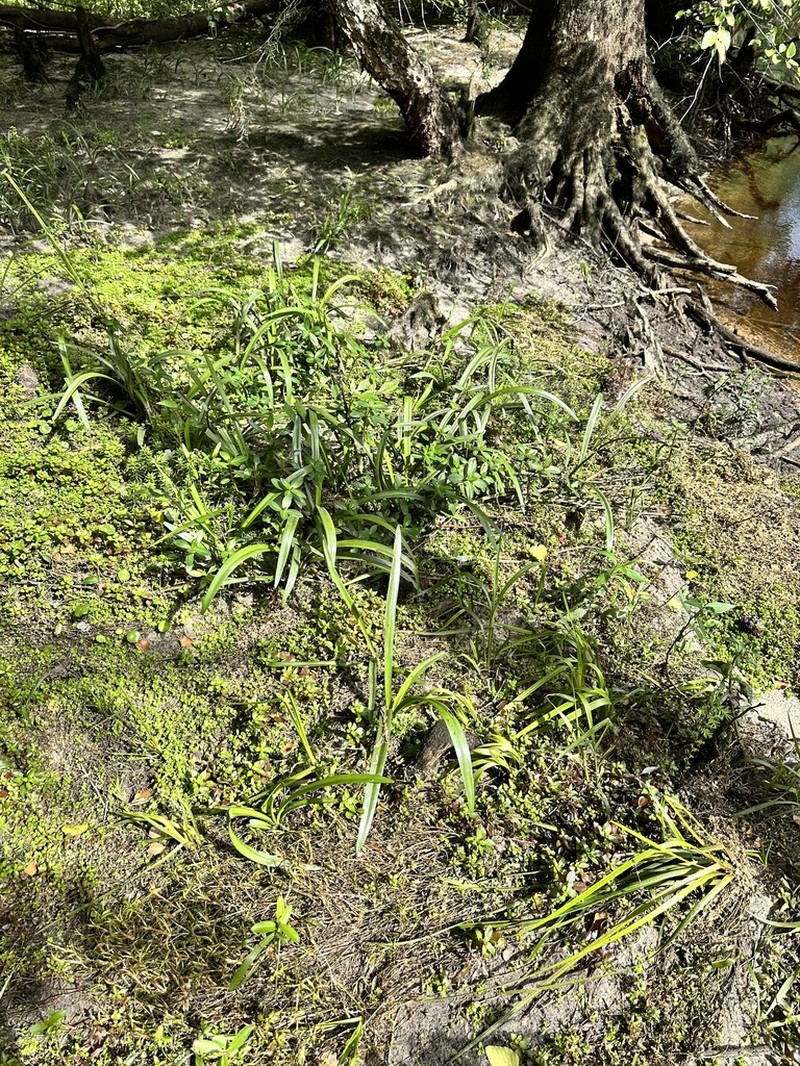 Dwarf Spiderlily photo 6