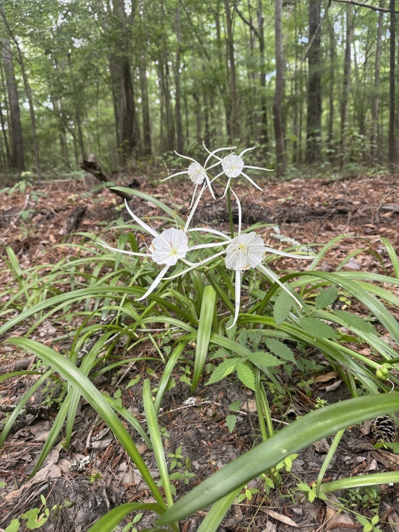 Dwarf Spiderlily photo 7