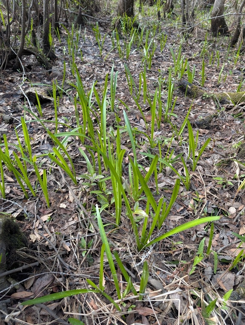 Dwarf Spiderlily photo 8