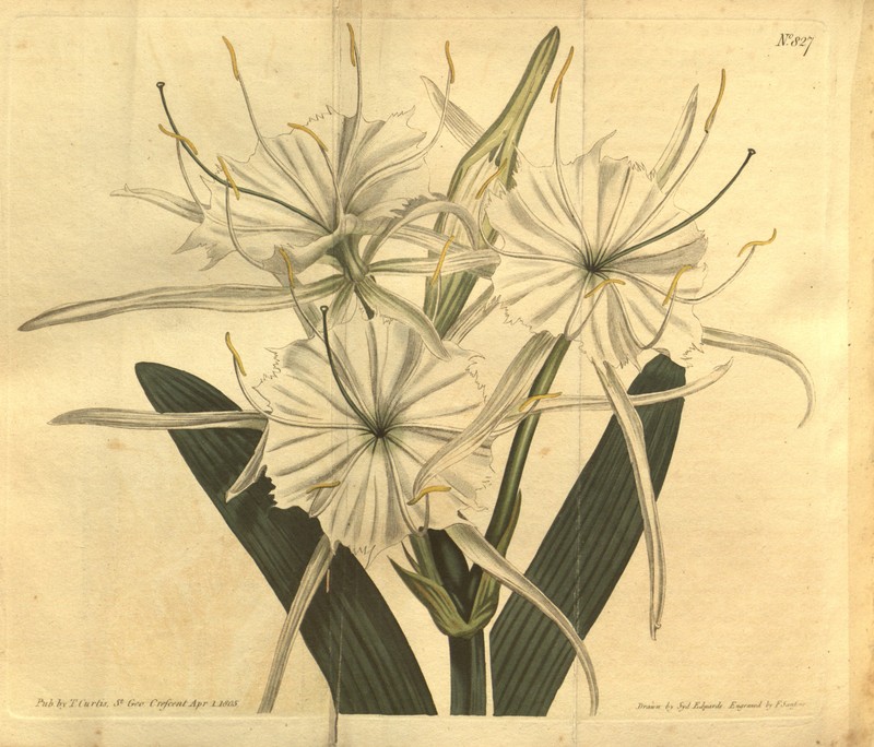 Streambank Spiderlily photo 5