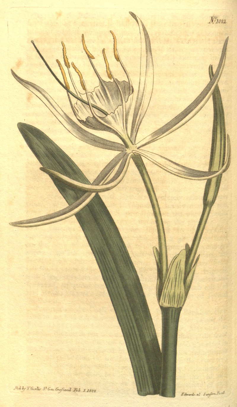 Streambank Spiderlily photo 6