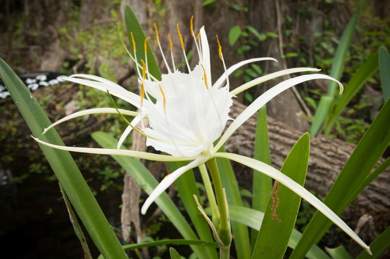Streambank Spiderlily photo 2