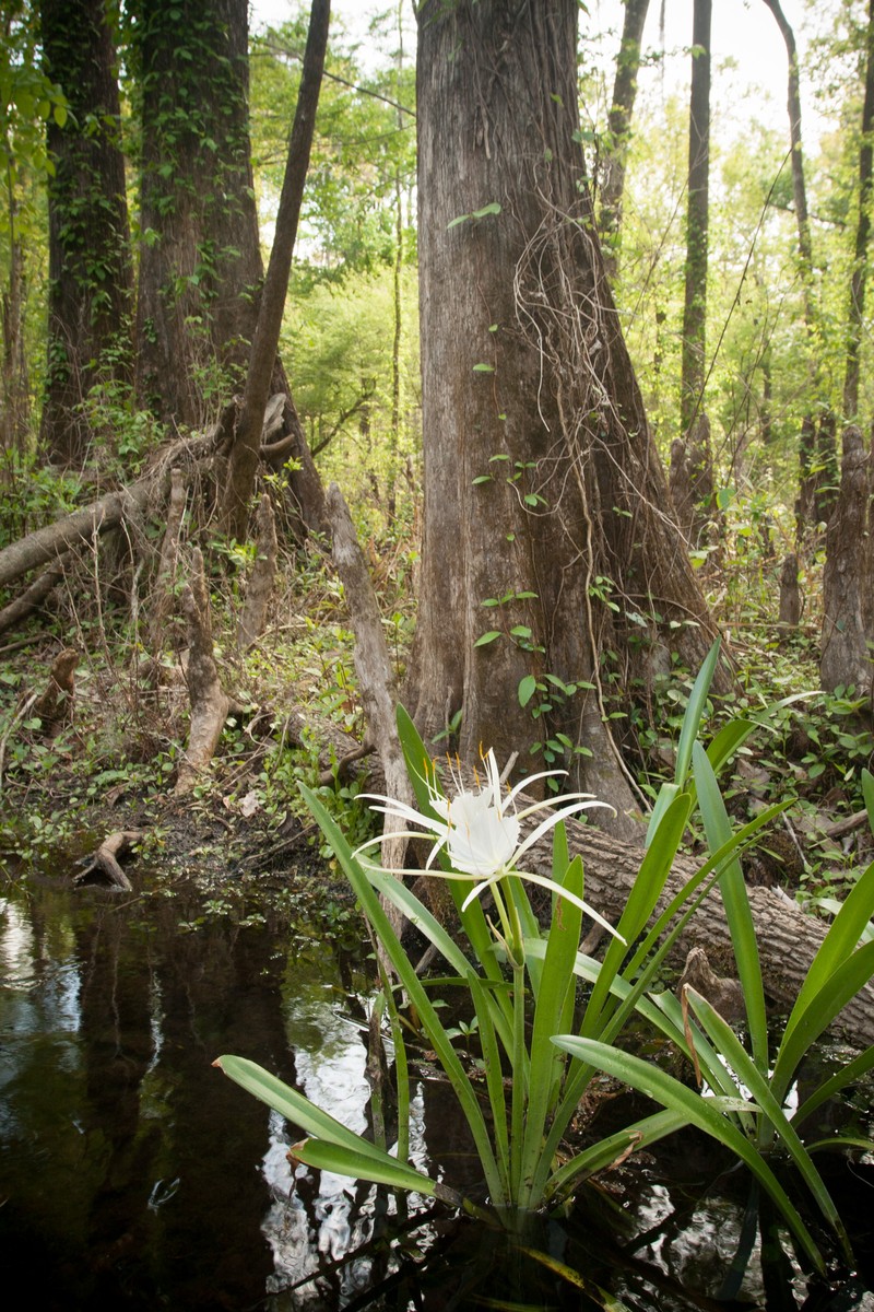 Streambank Spiderlily photo 3