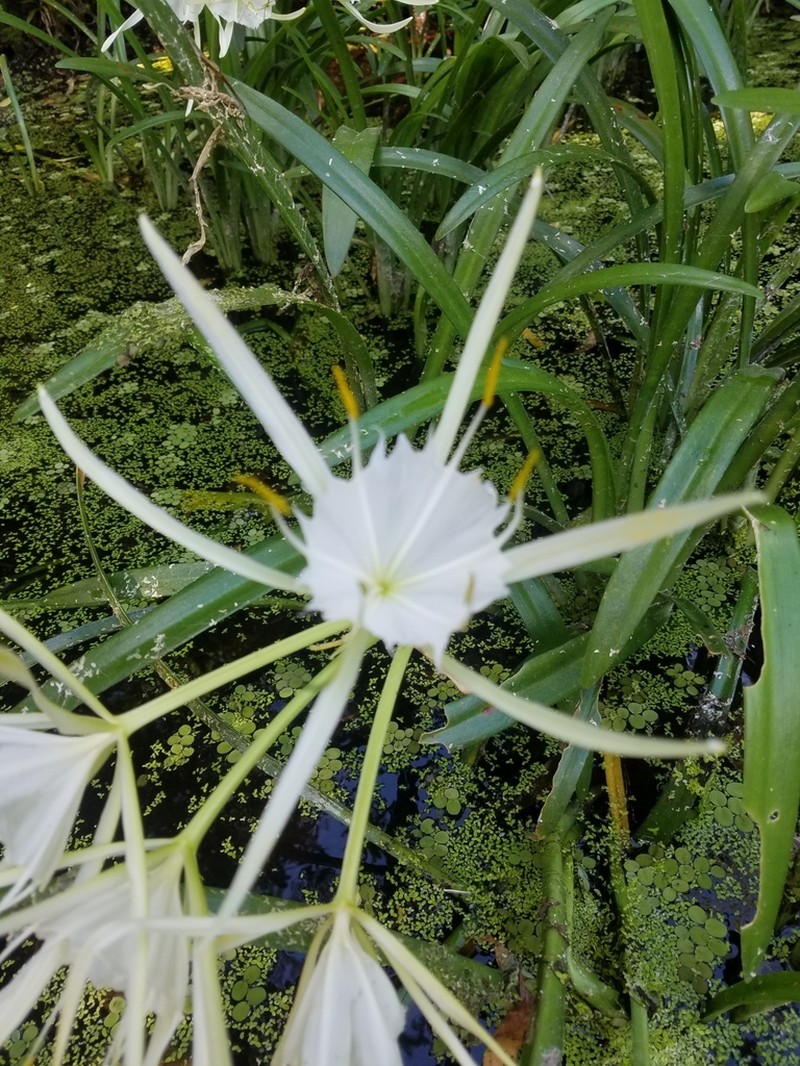 Streambank Spiderlily