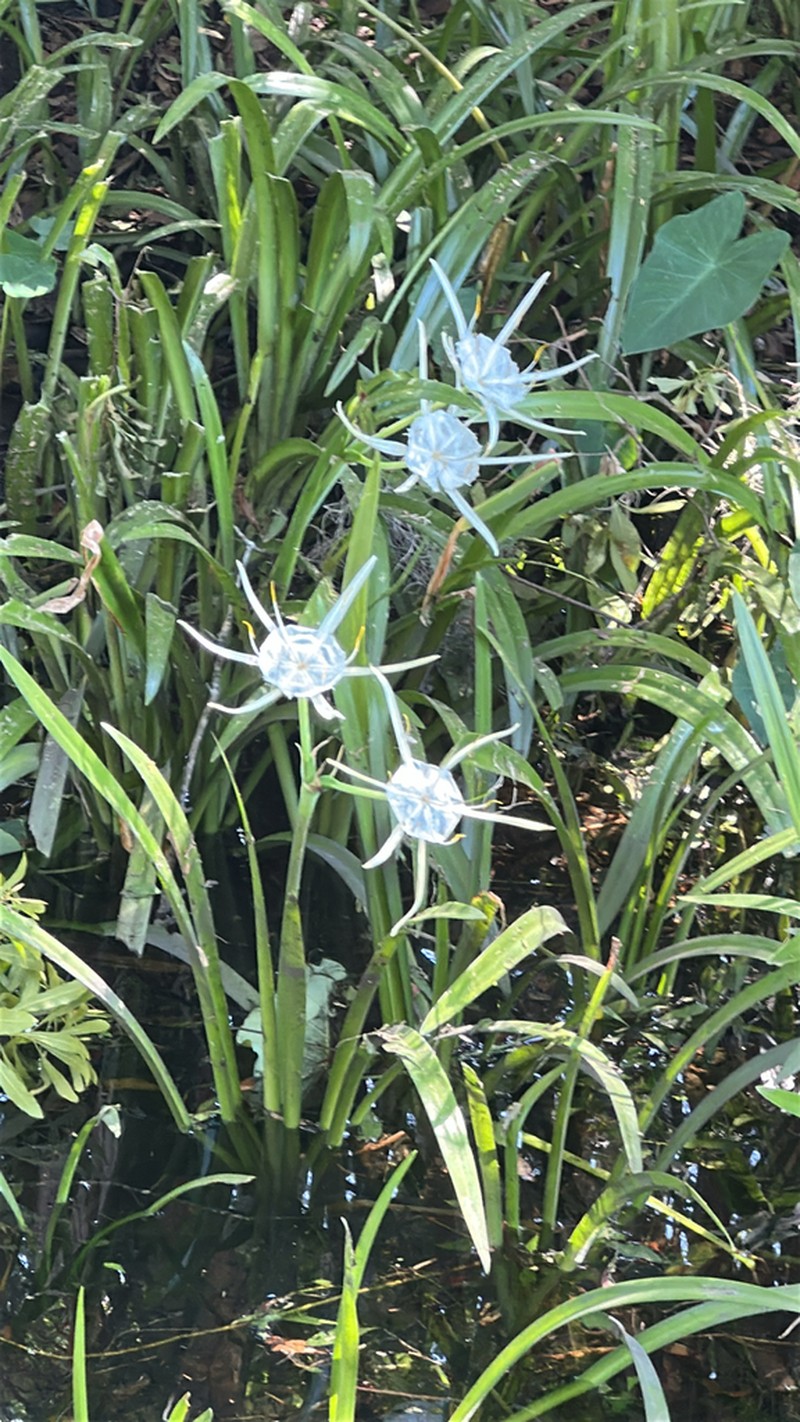 Streambank Spiderlily photo 2