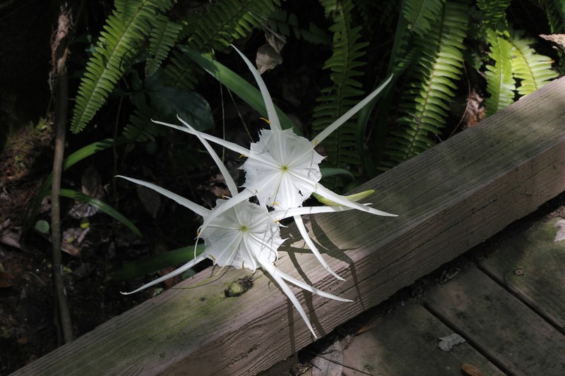 Streambank Spiderlily photo 3