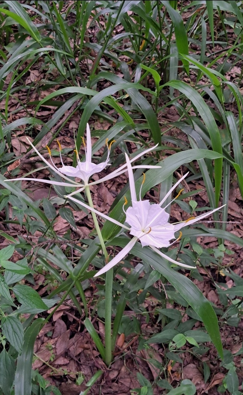 Streambank Spiderlily photo 4