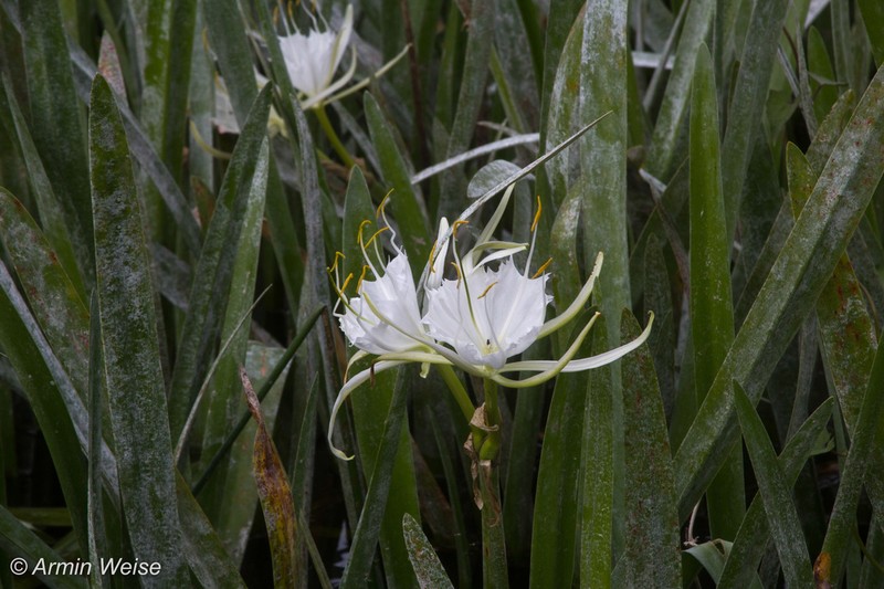Streambank Spiderlily photo 5