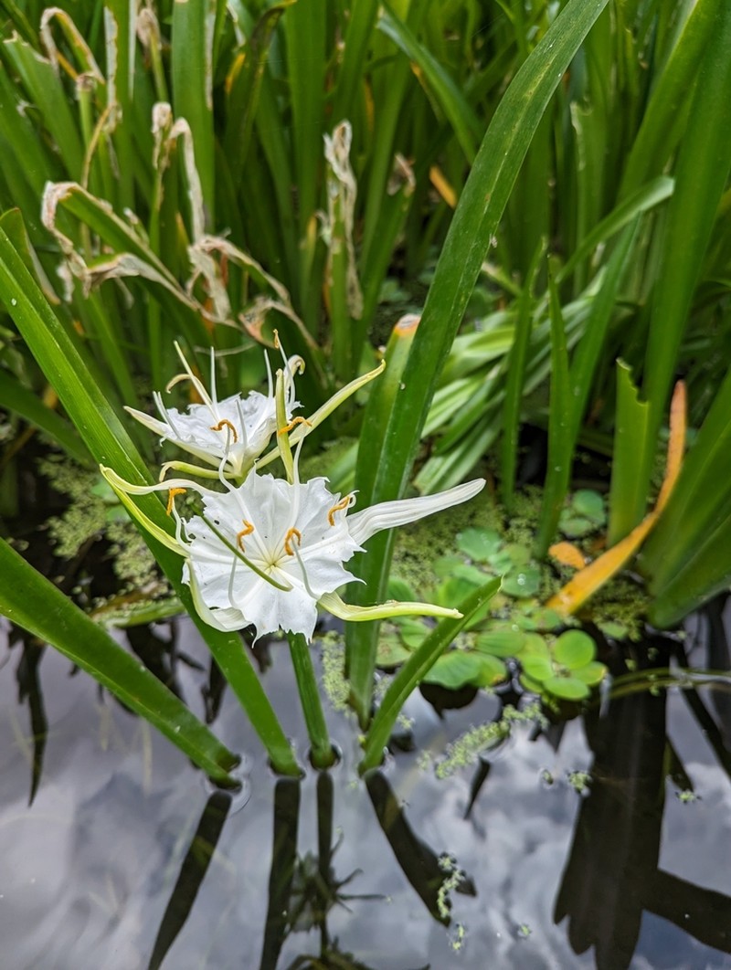 Streambank Spiderlily photo 6