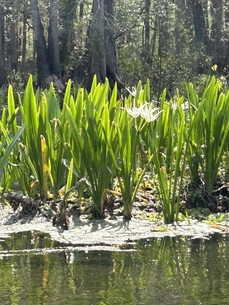 Streambank Spiderlily photo 7