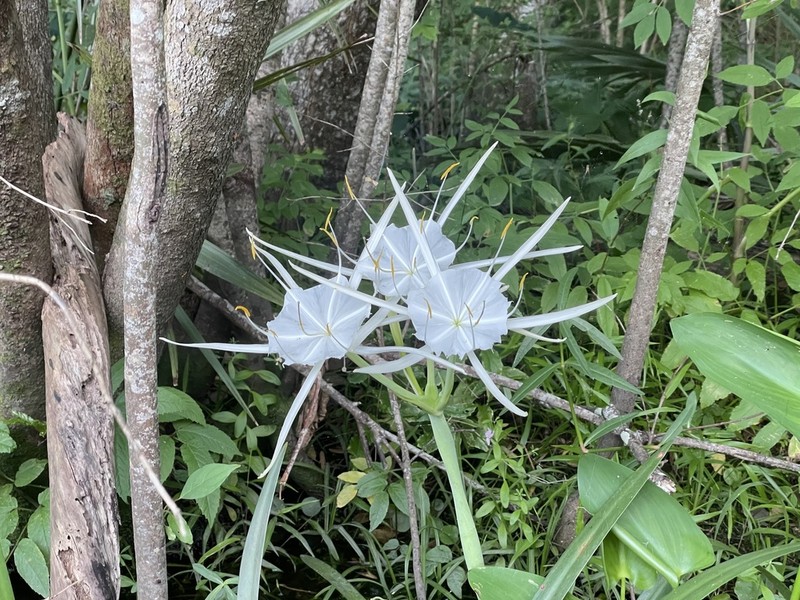 Streambank Spiderlily photo 8