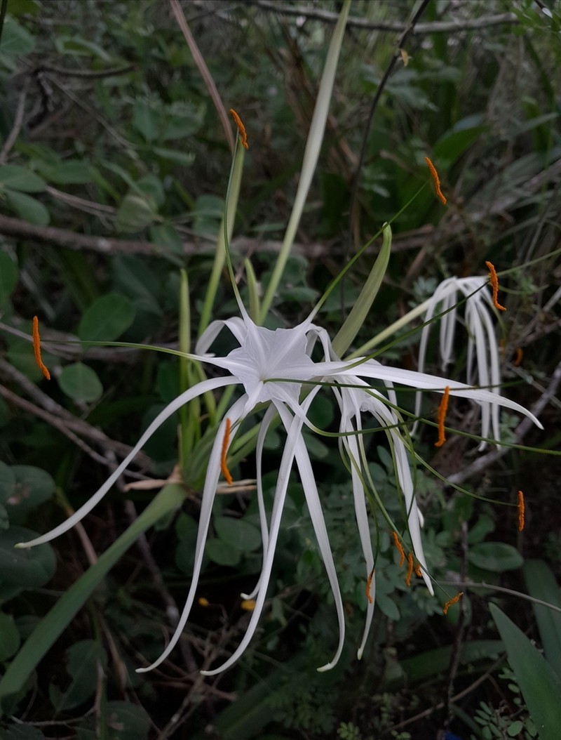 Hymenocallis ruenesiana