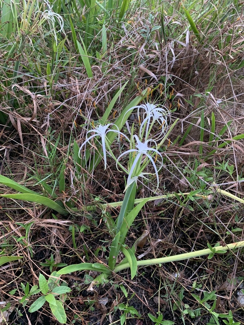 Hymenocallis ruenesiana photo 2