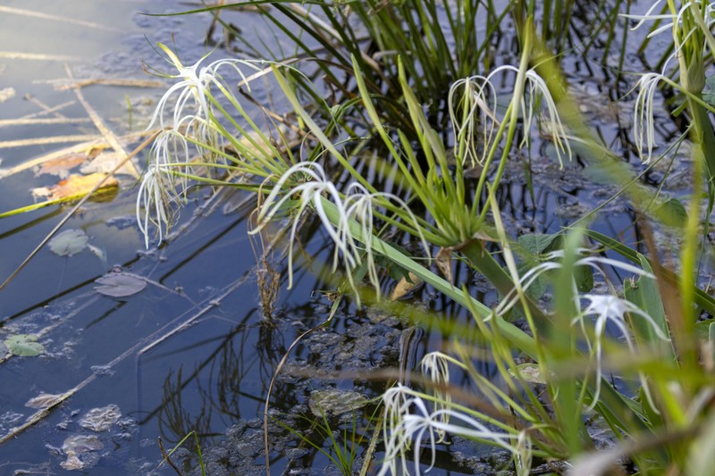 Hymenocallis ruenesiana photo 3