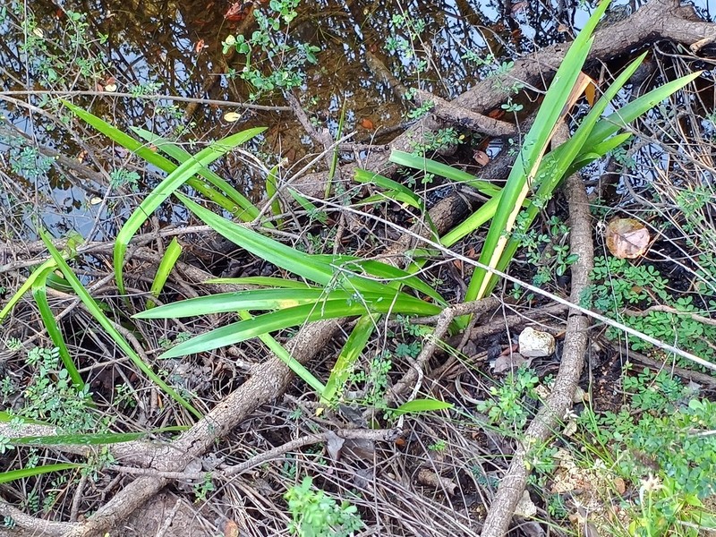 Hymenocallis ruenesiana photo 4