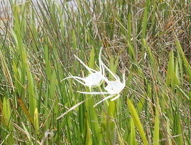 Florida Spiderlily