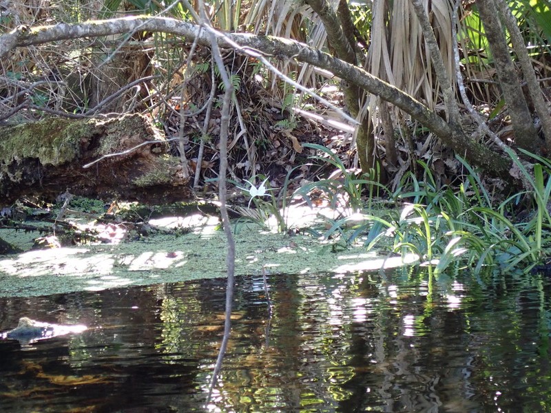 Florida Spiderlily photo 2