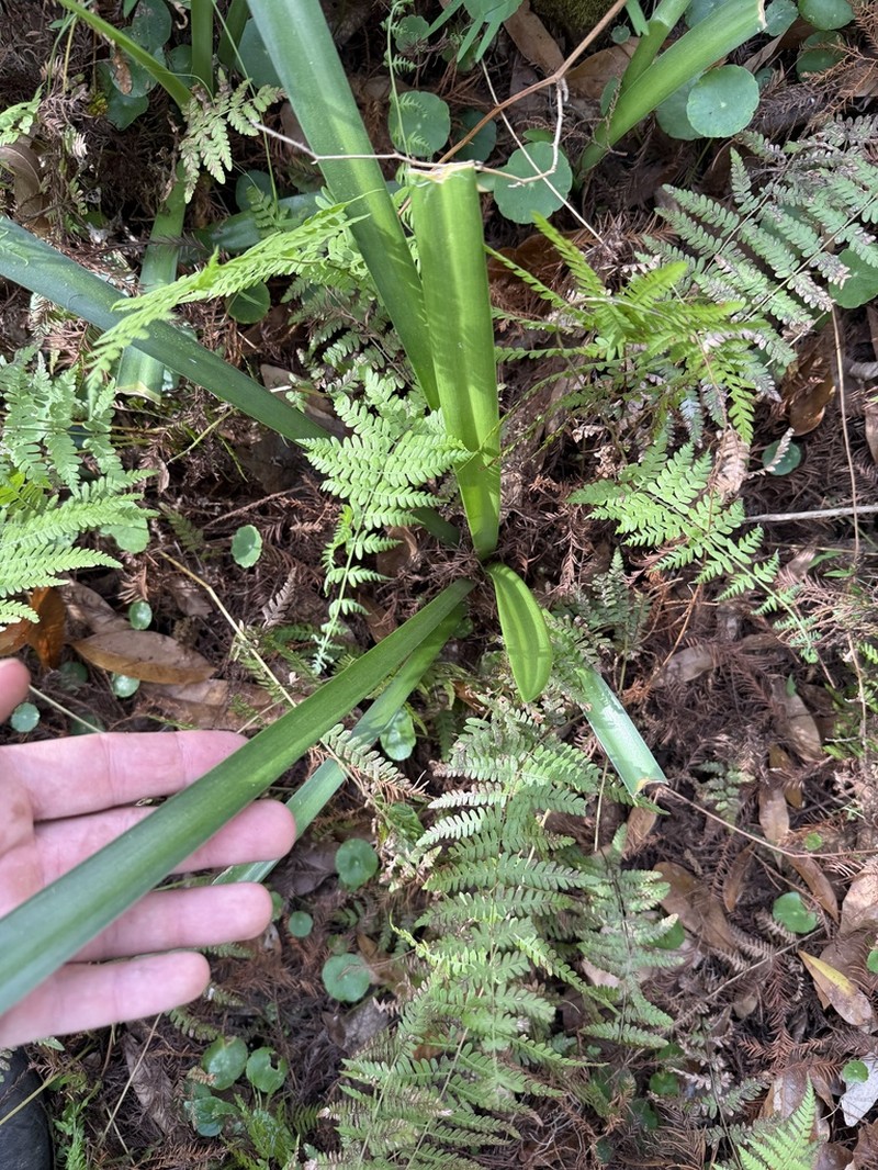 Florida Spiderlily photo 3