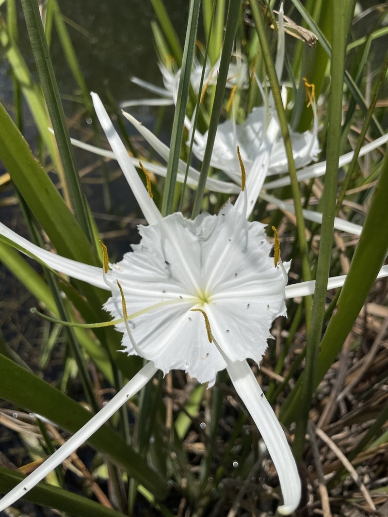 Florida Spiderlily photo 4