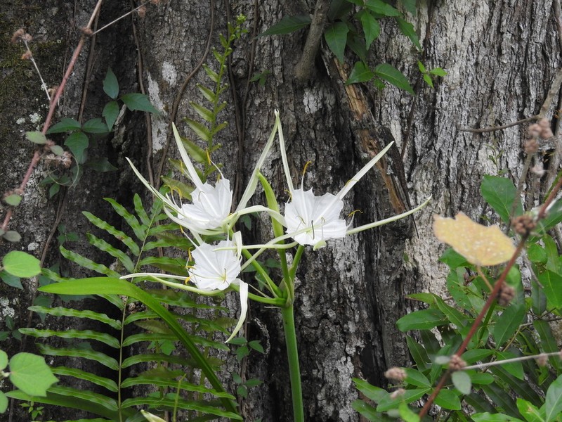 Florida Spiderlily photo 5