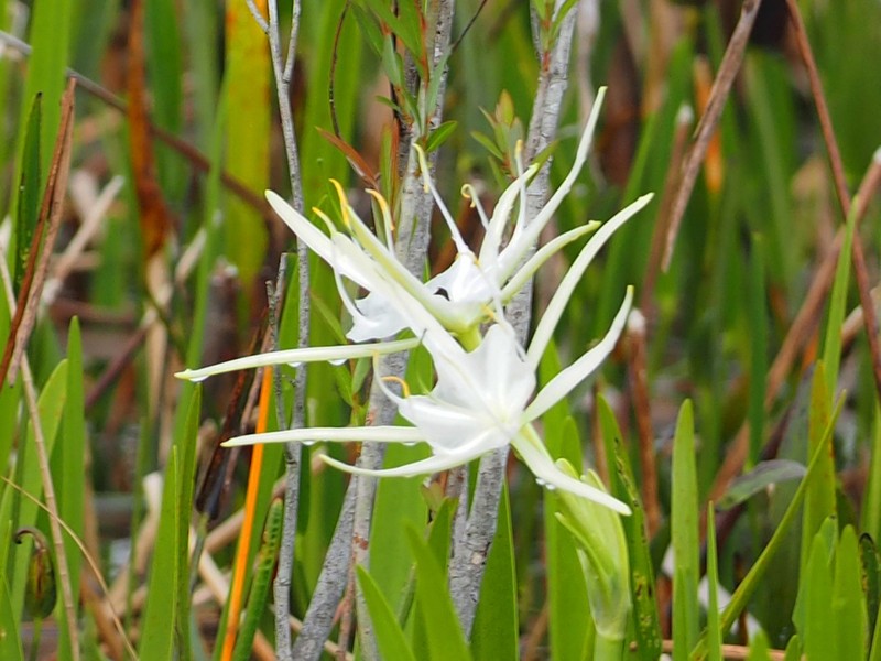 Florida Spiderlily photo 6