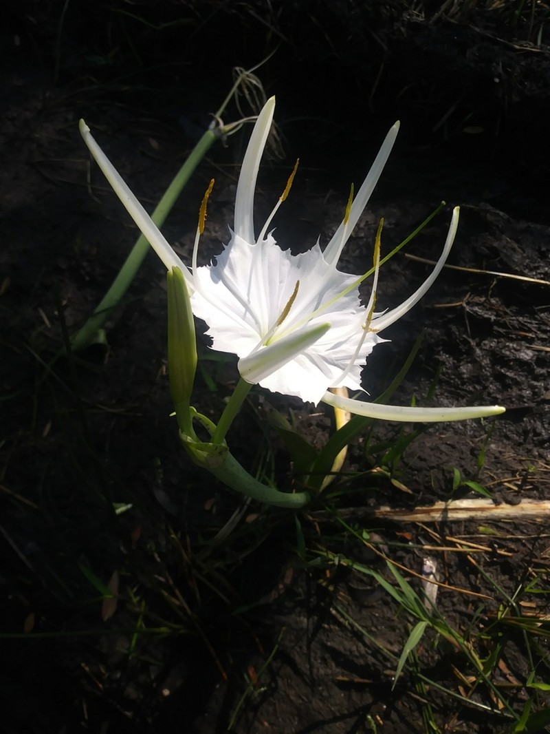 Florida Spiderlily photo 7