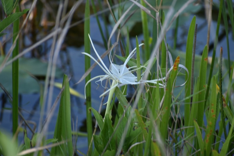 Florida Spiderlily photo 8