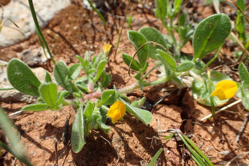 Hymenocarpos circinnatus