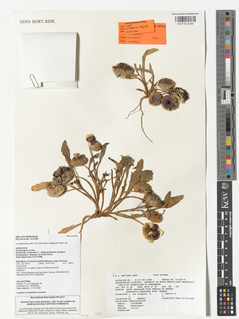 Hymenogyne conica photo 8