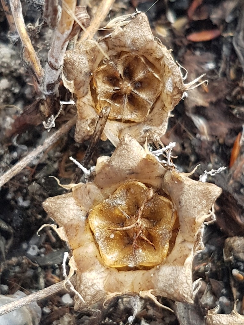 Hymenogyne glabra photo 6