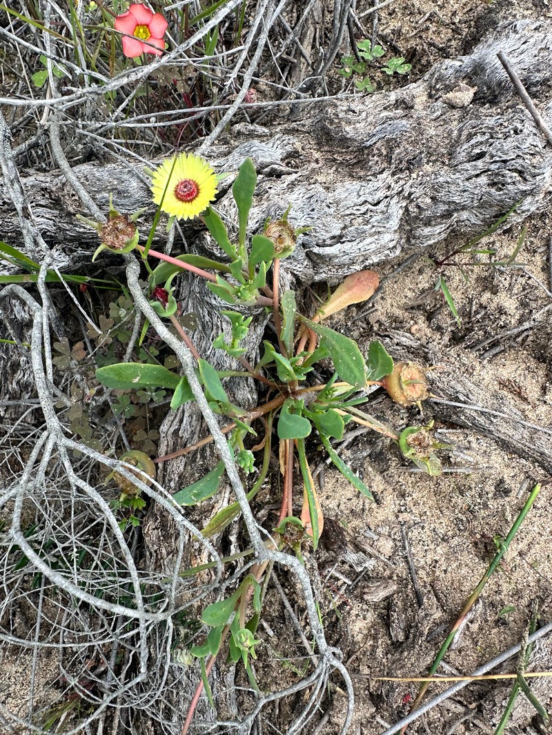 Hymenogyne glabra subsp. glabra