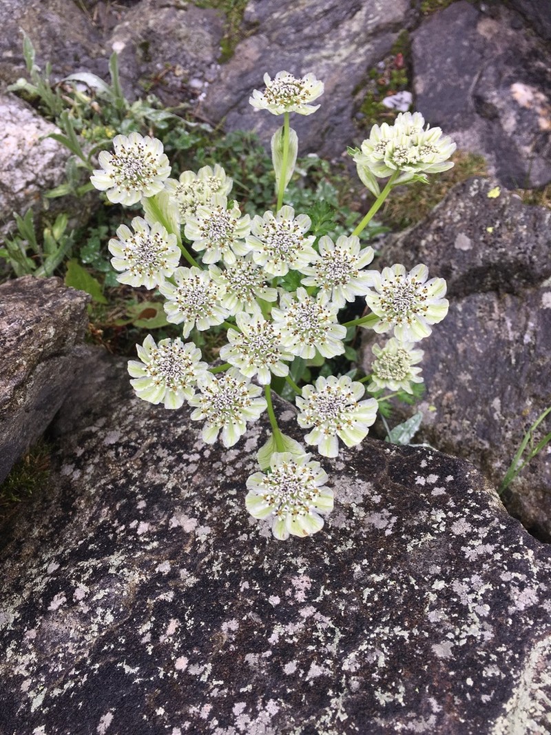 Hymenolaena candollei