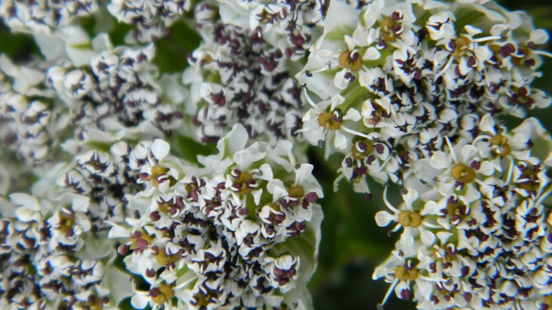 Hymenolaena candollei photo 3