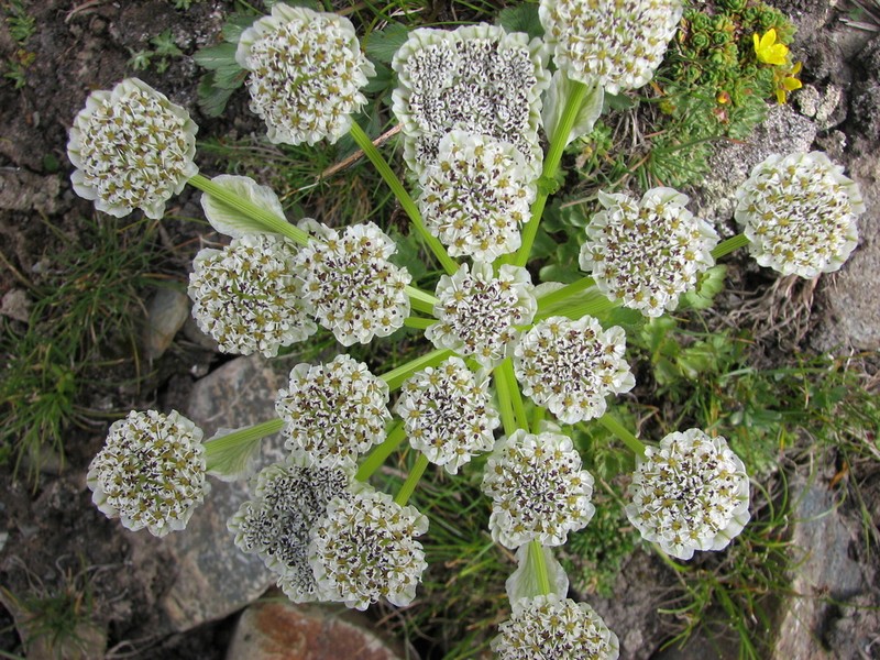 Hymenolaena candollei photo 4