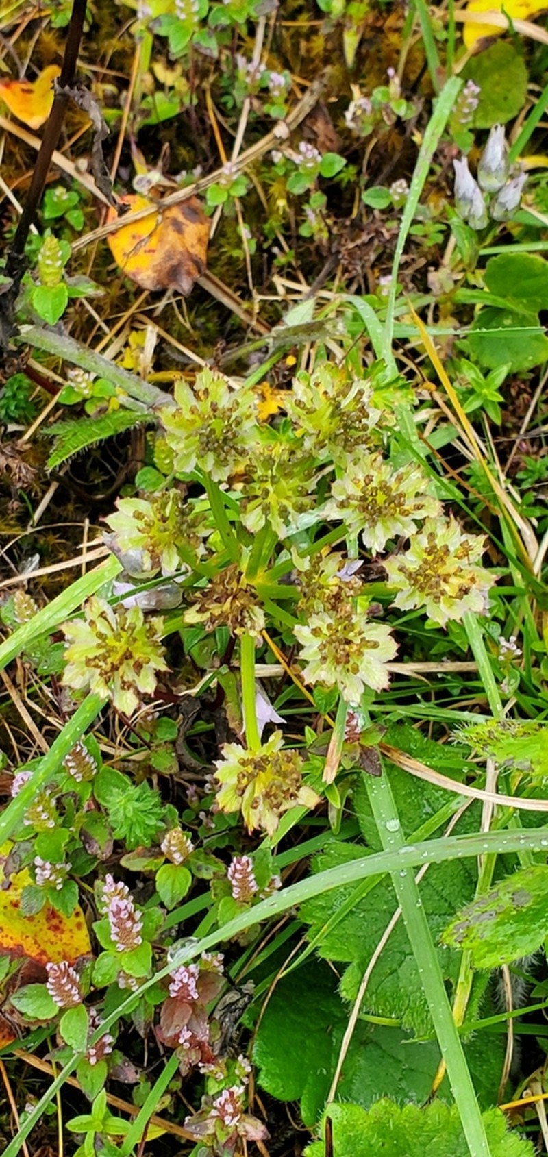 Hymenolaena candollei photo 7