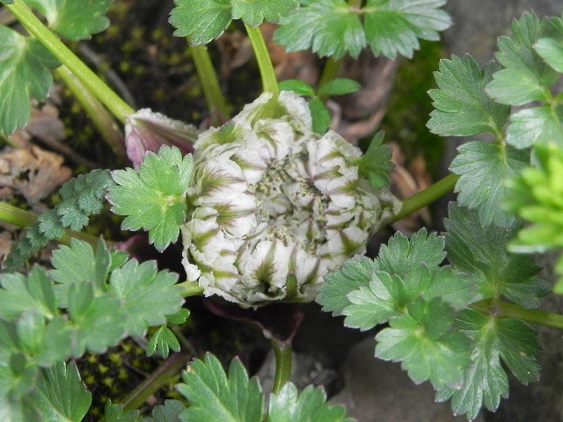 Hymenolaena candollei photo 8