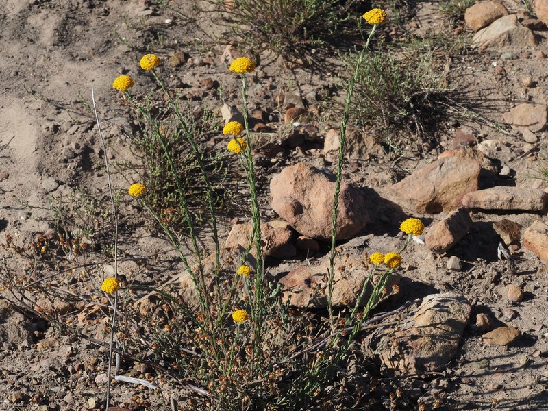 Hymenolepis calva