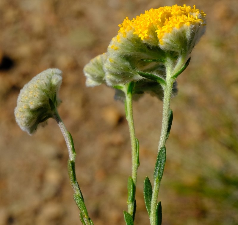 Hymenolepis calva photo 2