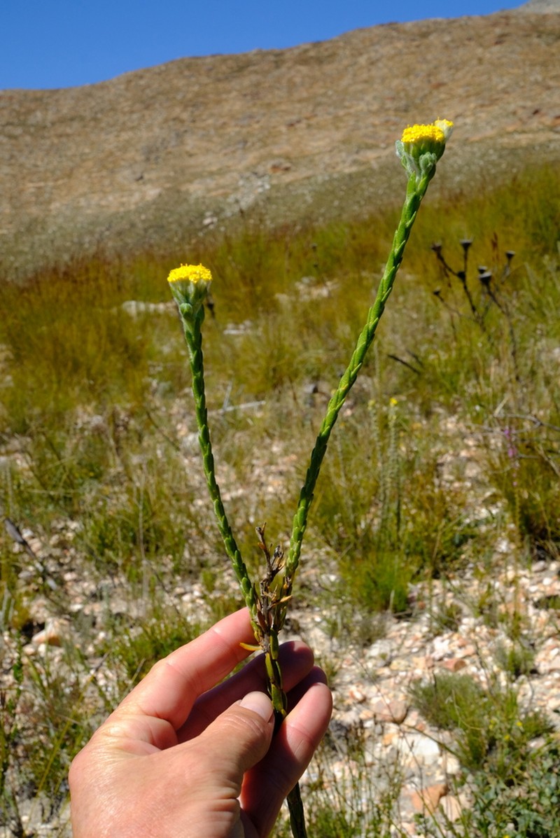 Hymenolepis calva photo 3