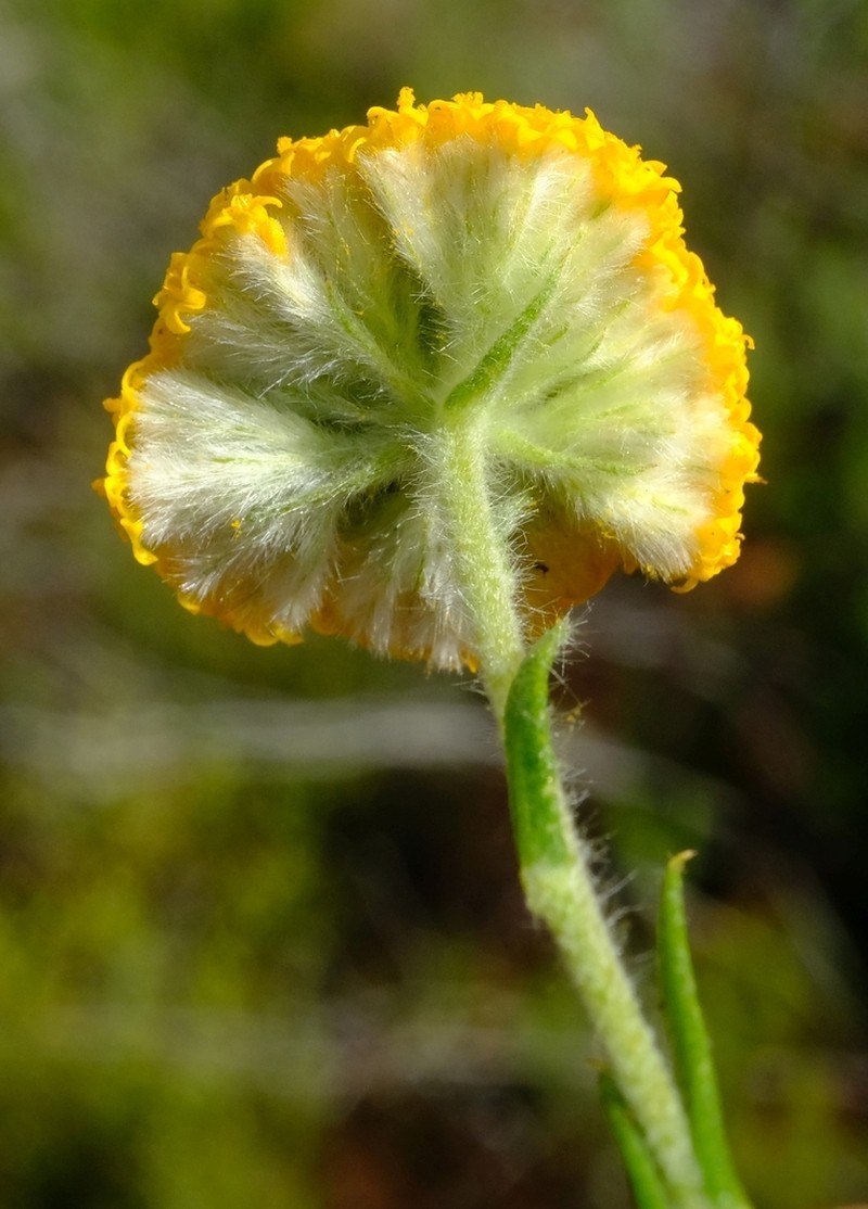 Hymenolepis calva photo 5