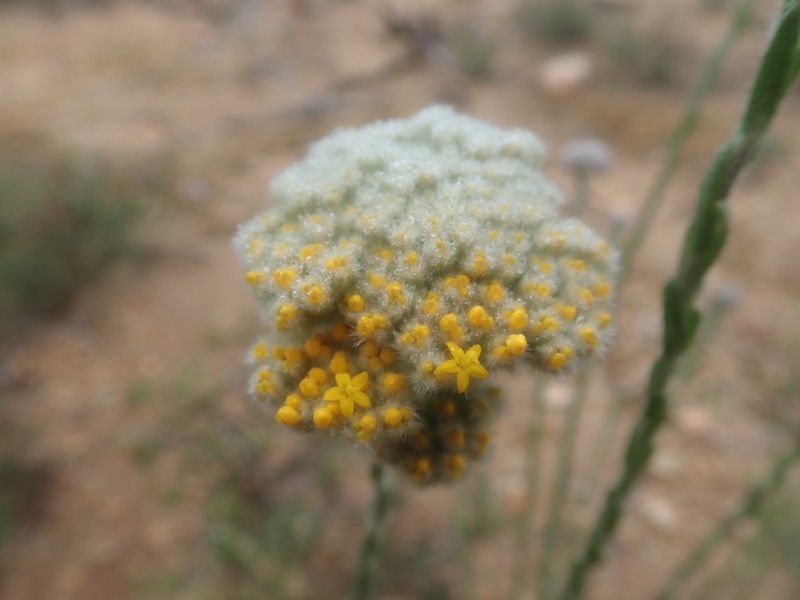 Hymenolepis calva photo 6