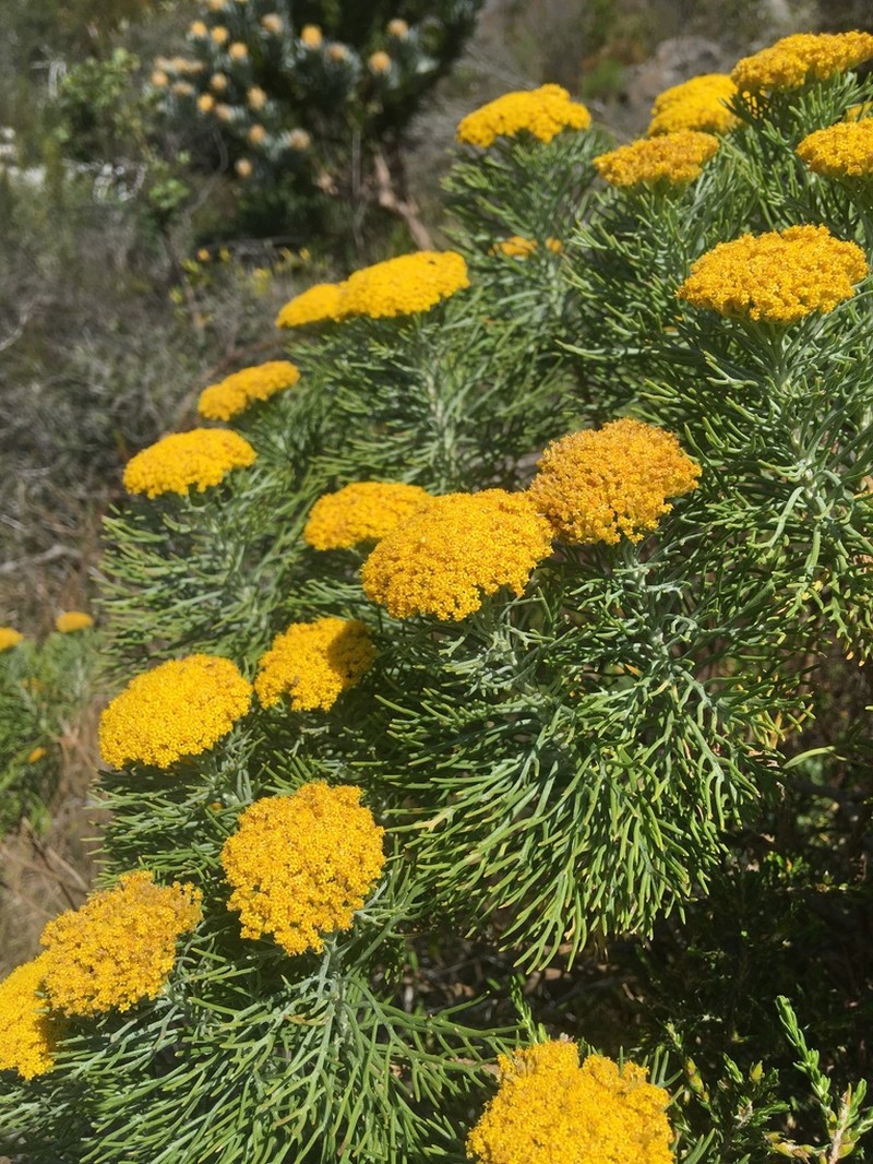 Hymenolepis crithmifolia photo 2