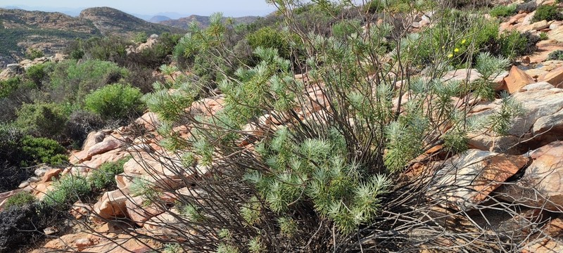 Hymenolepis crithmifolia photo 3