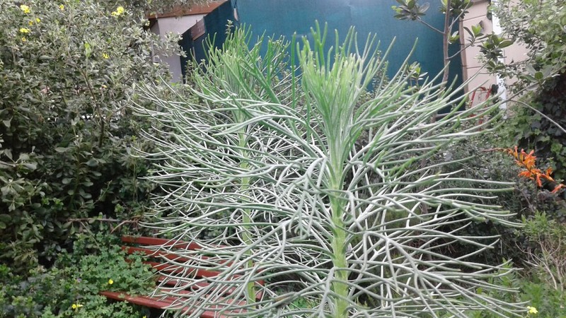 Hymenolepis crithmifolia photo 4