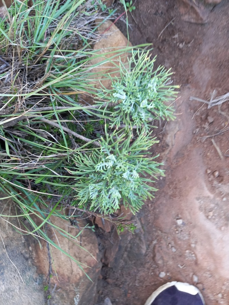 Hymenolepis crithmifolia photo 5