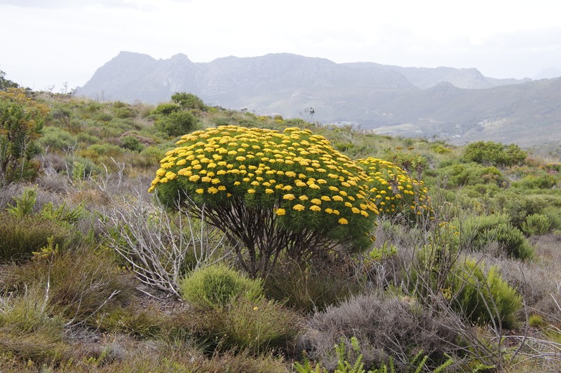 Hymenolepis crithmifolia photo 6