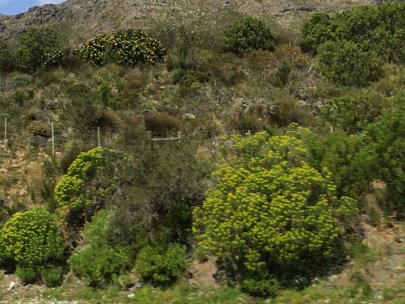 Hymenolepis crithmifolia photo 7