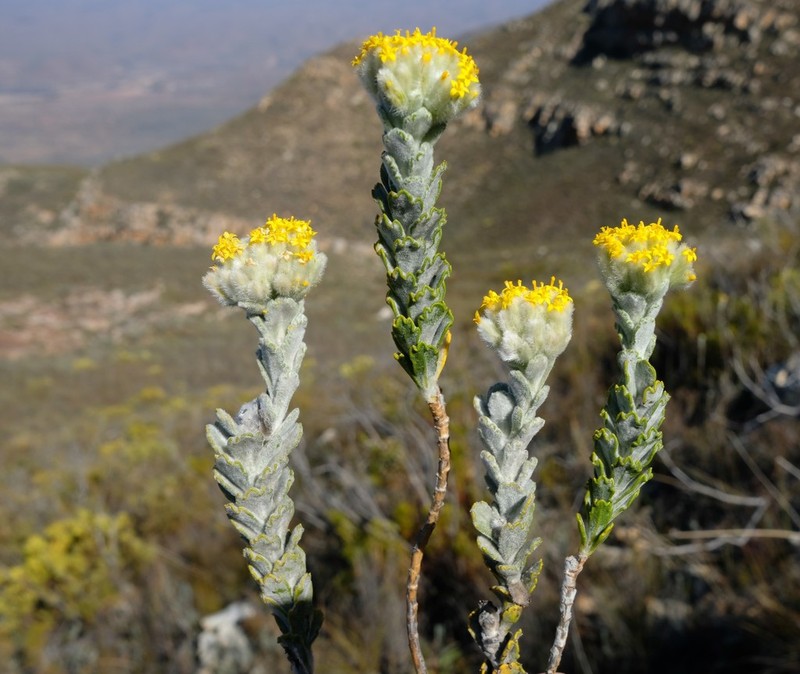 Hymenolepis cynopus